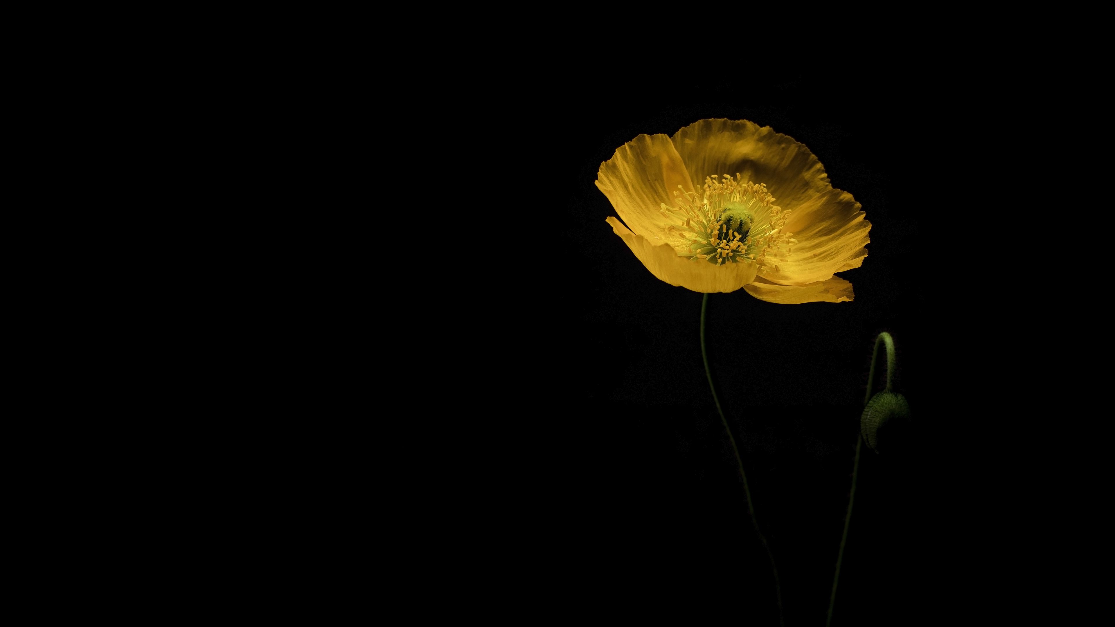 Download wallpaper 3840x2160 poppy, flower, petals, yellow, dark 4k uhd