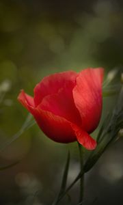 Preview wallpaper poppy, flower, petals, plant, red, macro