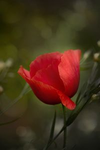 Preview wallpaper poppy, flower, petals, plant, red, macro
