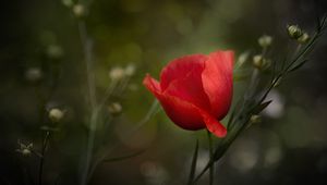 Preview wallpaper poppy, flower, petals, plant, red, macro