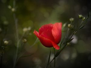 Preview wallpaper poppy, flower, petals, plant, red, macro