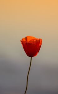 Preview wallpaper poppy, flower, petals, sunset