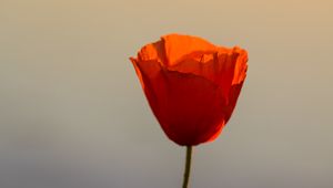 Preview wallpaper poppy, flower, petals, sunset