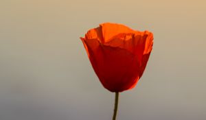 Preview wallpaper poppy, flower, petals, sunset