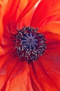 Preview wallpaper poppy, flower, petals, stamens