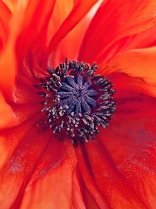 Preview wallpaper poppy, flower, petals, stamens