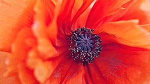 Preview wallpaper poppy, flower, petals, stamens