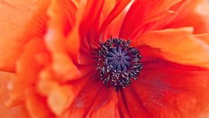 Preview wallpaper poppy, flower, petals, stamens