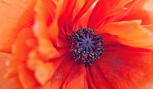 Preview wallpaper poppy, flower, petals, stamens