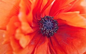 Preview wallpaper poppy, flower, petals, stamens