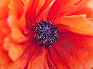 Preview wallpaper poppy, flower, petals, stamens