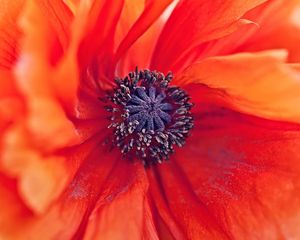 Preview wallpaper poppy, flower, petals, stamens