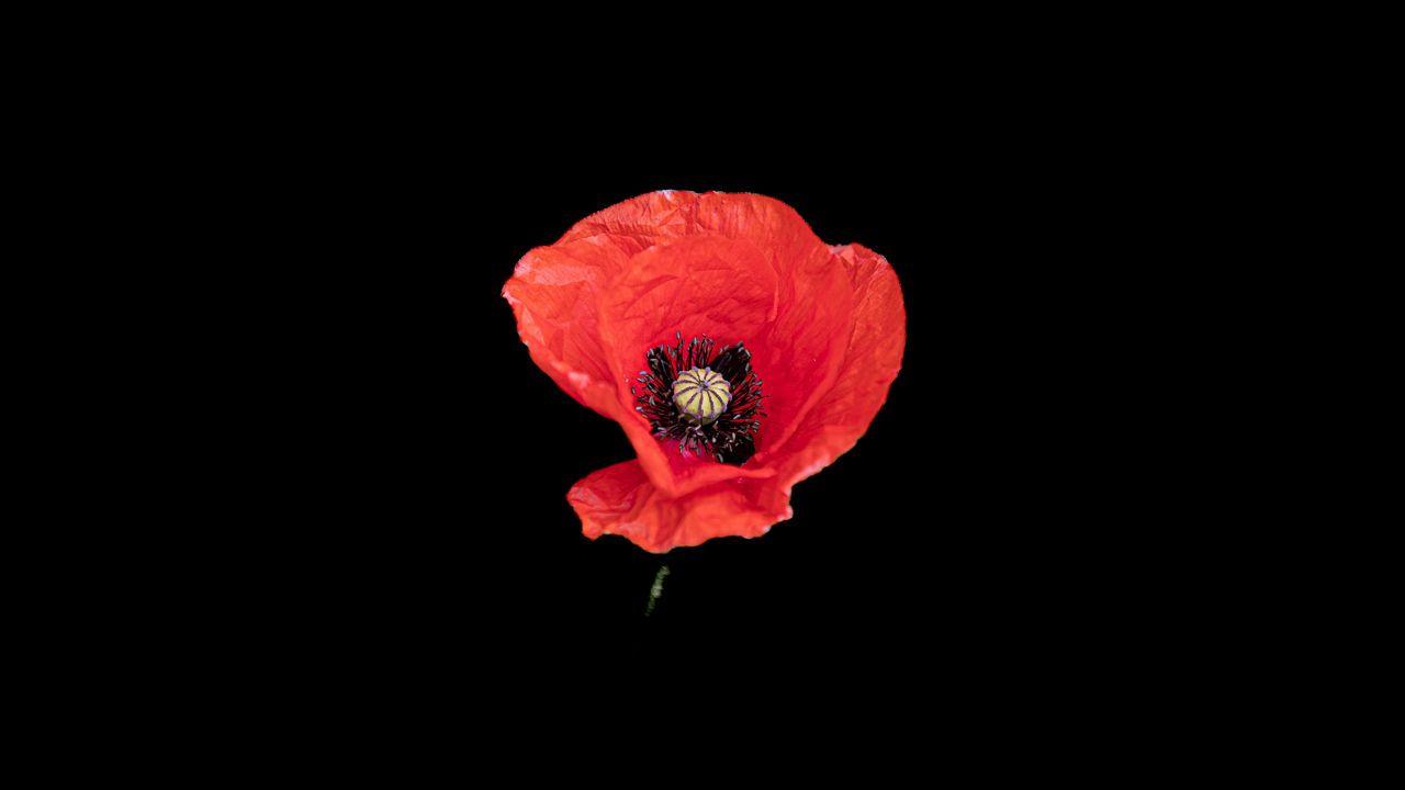 Wallpaper poppy, flower, petals, red, pollen