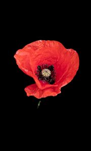 Preview wallpaper poppy, flower, petals, red, pollen