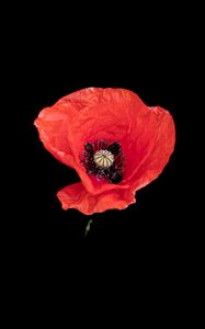 Preview wallpaper poppy, flower, petals, red, pollen