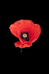 Preview wallpaper poppy, flower, petals, red, pollen