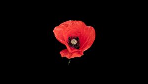 Preview wallpaper poppy, flower, petals, red, pollen