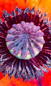 Preview wallpaper poppy, flower, pistil, stamens, pollen, macro