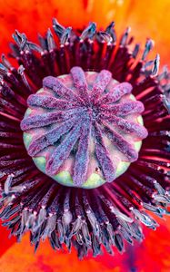 Preview wallpaper poppy, flower, pistil, stamens, pollen, macro