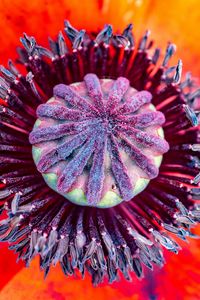 Preview wallpaper poppy, flower, pistil, stamens, pollen, macro