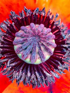 Preview wallpaper poppy, flower, pistil, stamens, pollen, macro