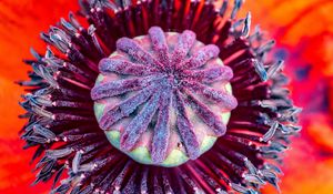 Preview wallpaper poppy, flower, pistil, stamens, pollen, macro