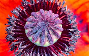 Preview wallpaper poppy, flower, pistil, stamens, pollen, macro