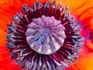 Preview wallpaper poppy, flower, pistil, stamens, pollen, macro