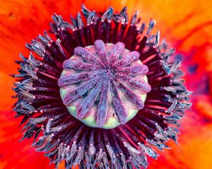 Preview wallpaper poppy, flower, pistil, stamens, pollen, macro