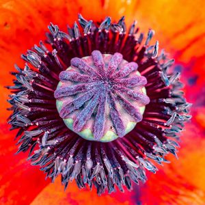 Preview wallpaper poppy, flower, pistil, stamens, pollen, macro