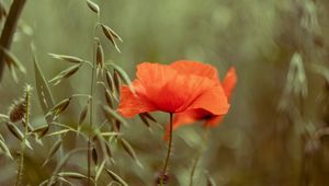 Preview wallpaper poppy, flower, plant, petals