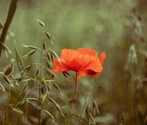 Preview wallpaper poppy, flower, plant, petals