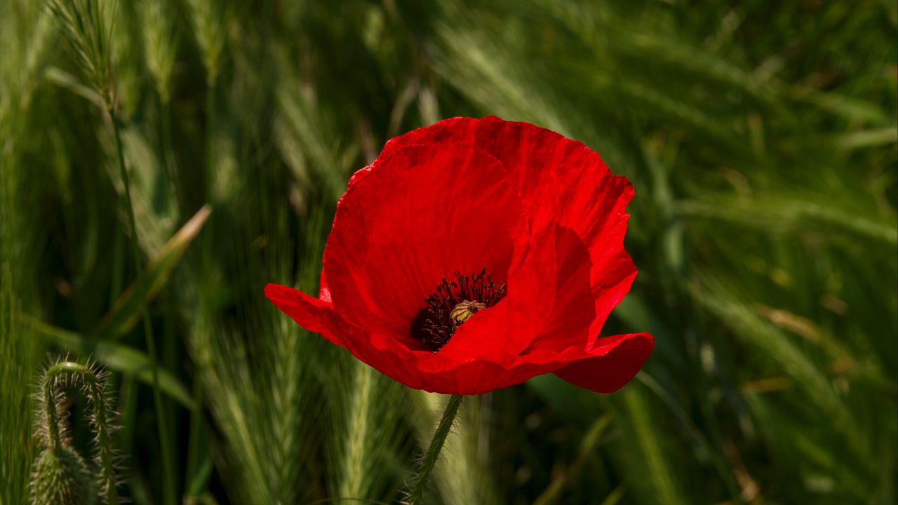 Wallpaper poppy, flower, plant, petals, red, macro