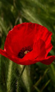 Preview wallpaper poppy, flower, plant, petals, red, macro