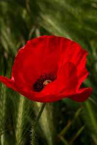 Preview wallpaper poppy, flower, plant, petals, red, macro