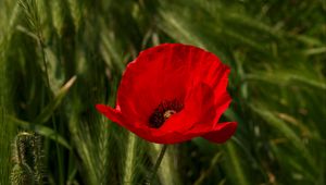 Preview wallpaper poppy, flower, plant, petals, red, macro