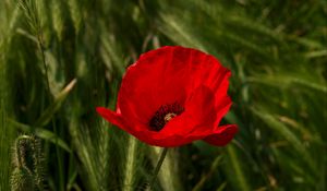 Preview wallpaper poppy, flower, plant, petals, red, macro