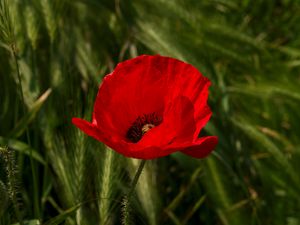 Preview wallpaper poppy, flower, plant, petals, red, macro