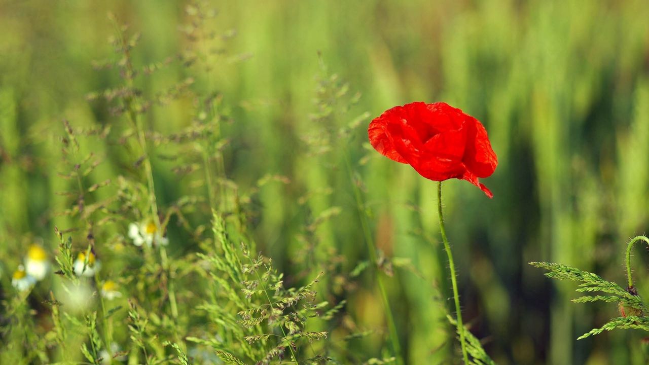 Wallpaper poppy, flower, plant, stem hd, picture, image