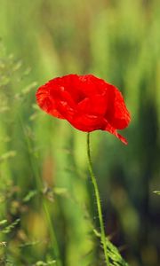 Preview wallpaper poppy, flower, plant, stem