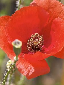 Preview wallpaper poppy, flower, pollen, petals