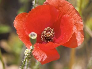 Preview wallpaper poppy, flower, pollen, petals