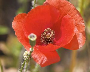 Preview wallpaper poppy, flower, pollen, petals