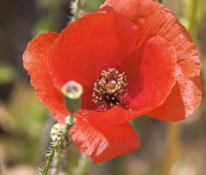 Preview wallpaper poppy, flower, pollen, petals