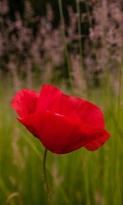 Preview wallpaper poppy, flower, red, blur, petals