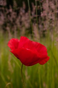 Preview wallpaper poppy, flower, red, blur, petals