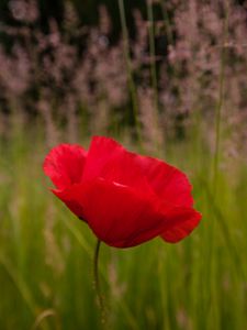 Preview wallpaper poppy, flower, red, blur, petals