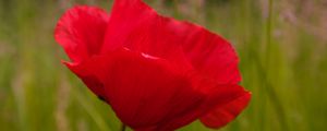 Preview wallpaper poppy, flower, red, blur, petals