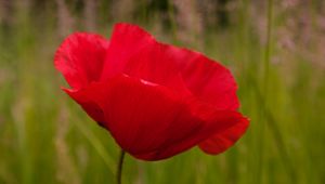 Preview wallpaper poppy, flower, red, blur, petals