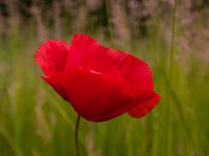 Preview wallpaper poppy, flower, red, blur, petals